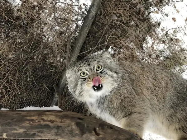 シャイアン・マウンテン動物園のボーの写真