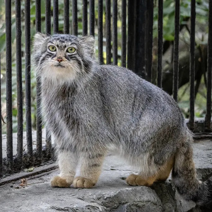 ノヴォシビルスク動物園のアーニャの写真