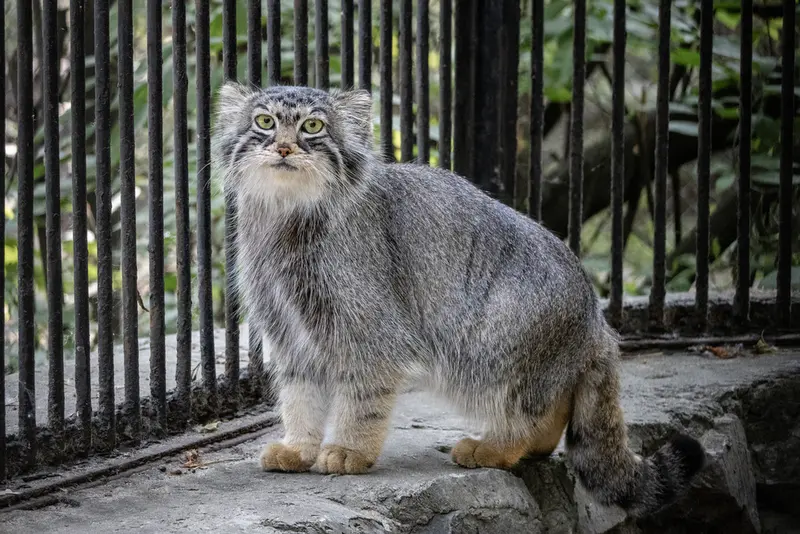 ノヴォシビルスク動物園のアーニャの写真