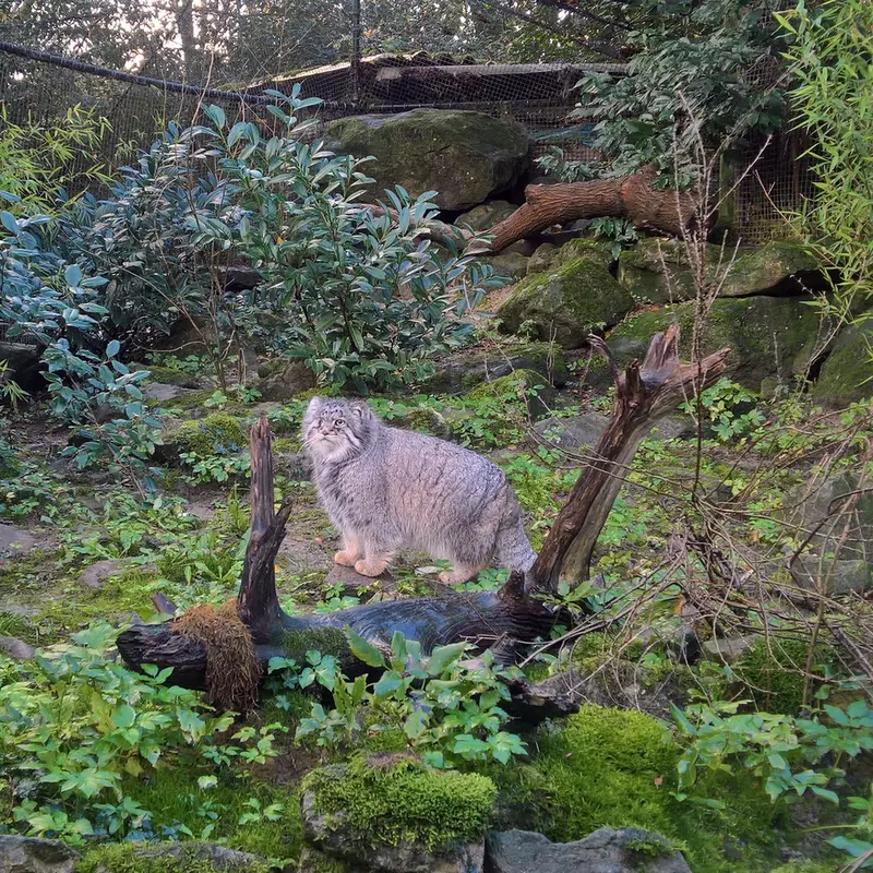 ロッテルダム動物園のパノエルの写真