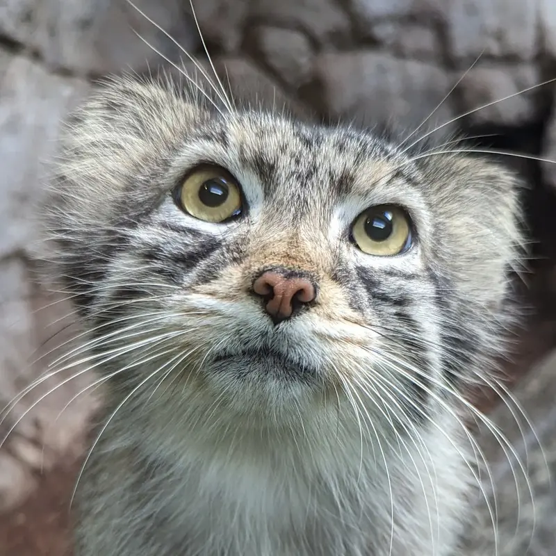 バーミングハム動物園のマヌルネコのペルセウス