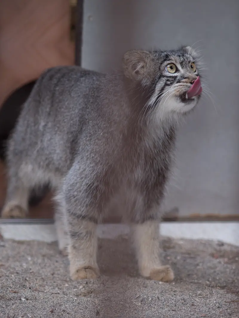 野毛山動物園のフィーガの写真