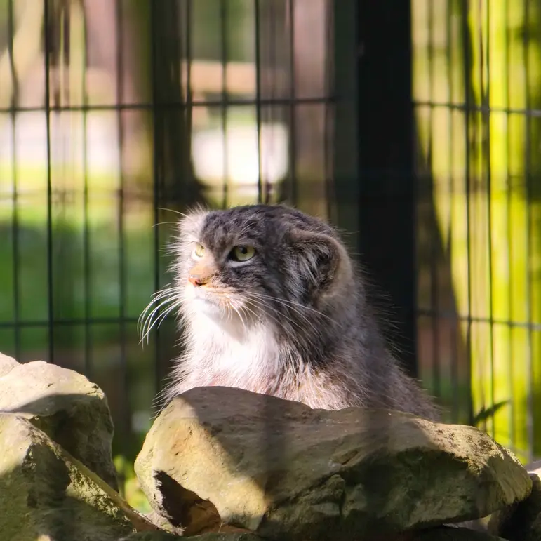 クラクフ動物園のツァスの写真