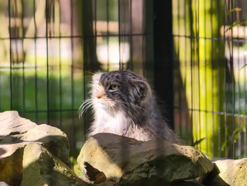 クラクフ動物園のツァスの写真
