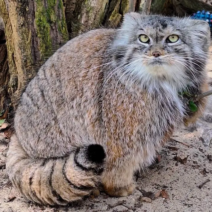 ポズナン新動物園のナイキの写真