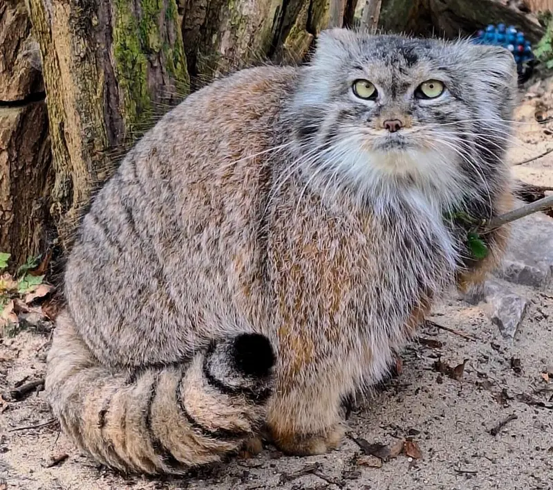 ポズナン新動物園のナイキの写真