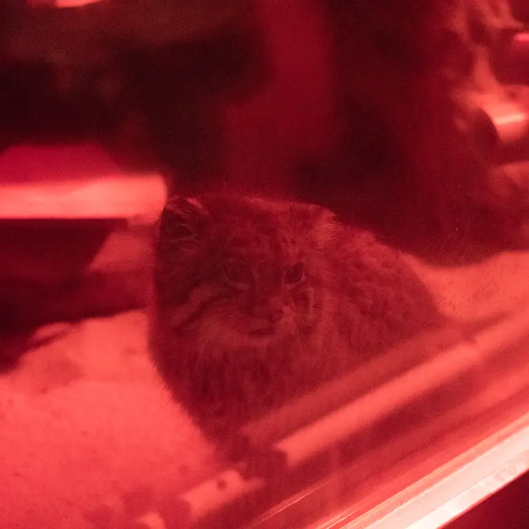 恩賜上野動物園のナイマの写真