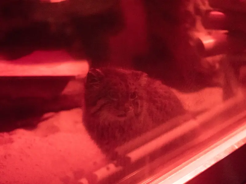 恩賜上野動物園のナイマの写真