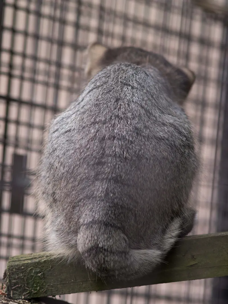 旭山動物園のヒデの写真
