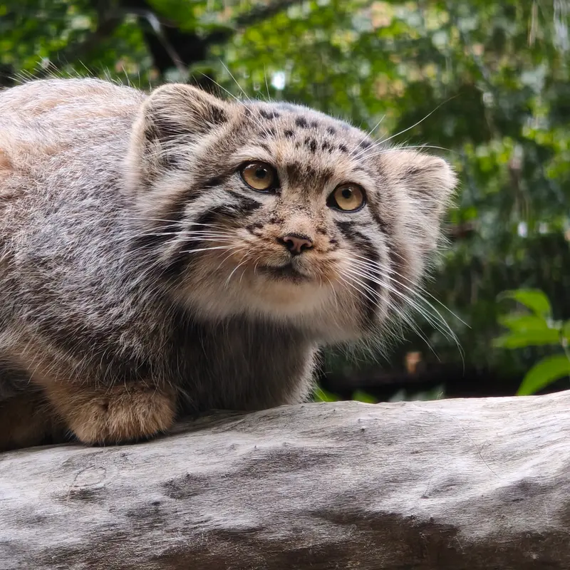 ノヴォシビルスク動物園のイヴの子（2026年生まれ）Ⅰの写真