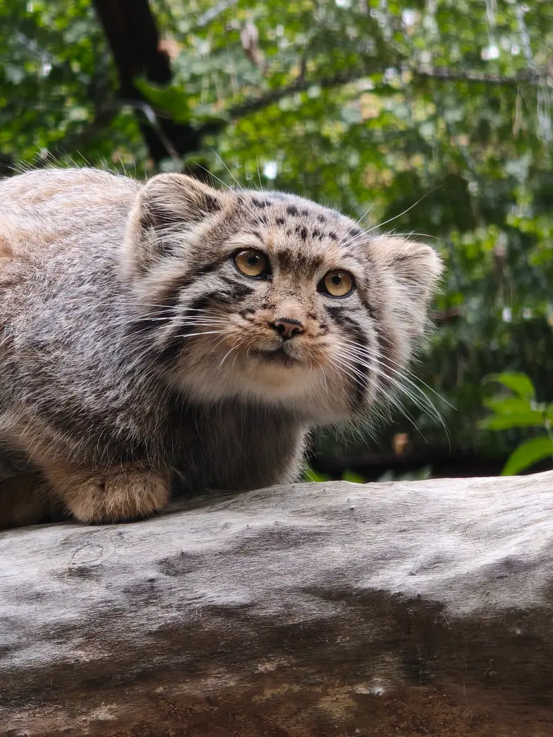 ノヴォシビルスク動物園のマヌルネコの写真