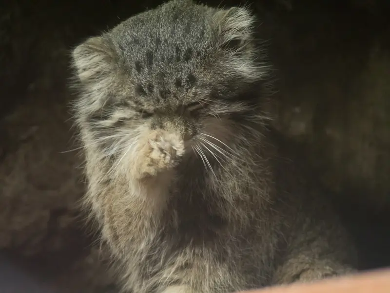 恩賜上野動物園のクリョンの写真
