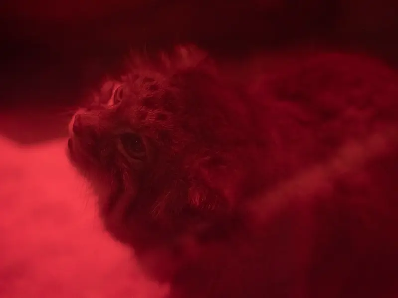 恩賜上野動物園のナイマの写真