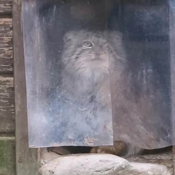 ポズナン新動物園のボジェンカの写真