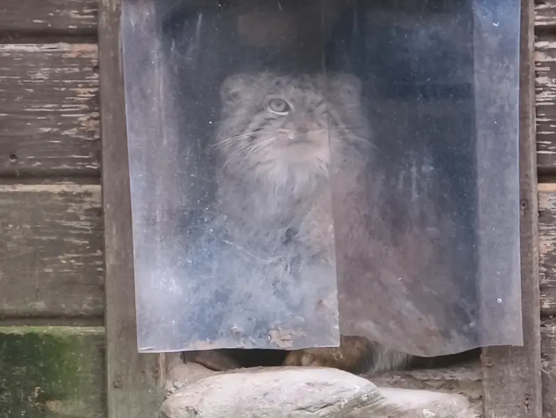 ポズナン新動物園のボジェンカの写真