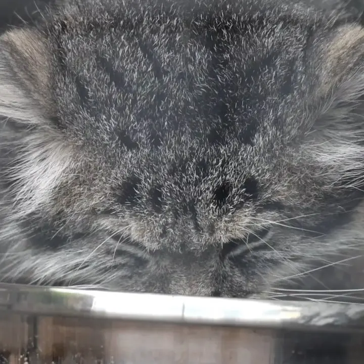 レニングラード動物園のマヌルネコの写真