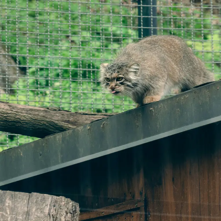 リトアニア動物園のメリッサの写真