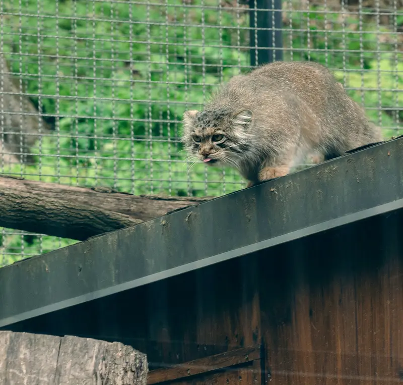 リトアニア動物園のメリッサの写真