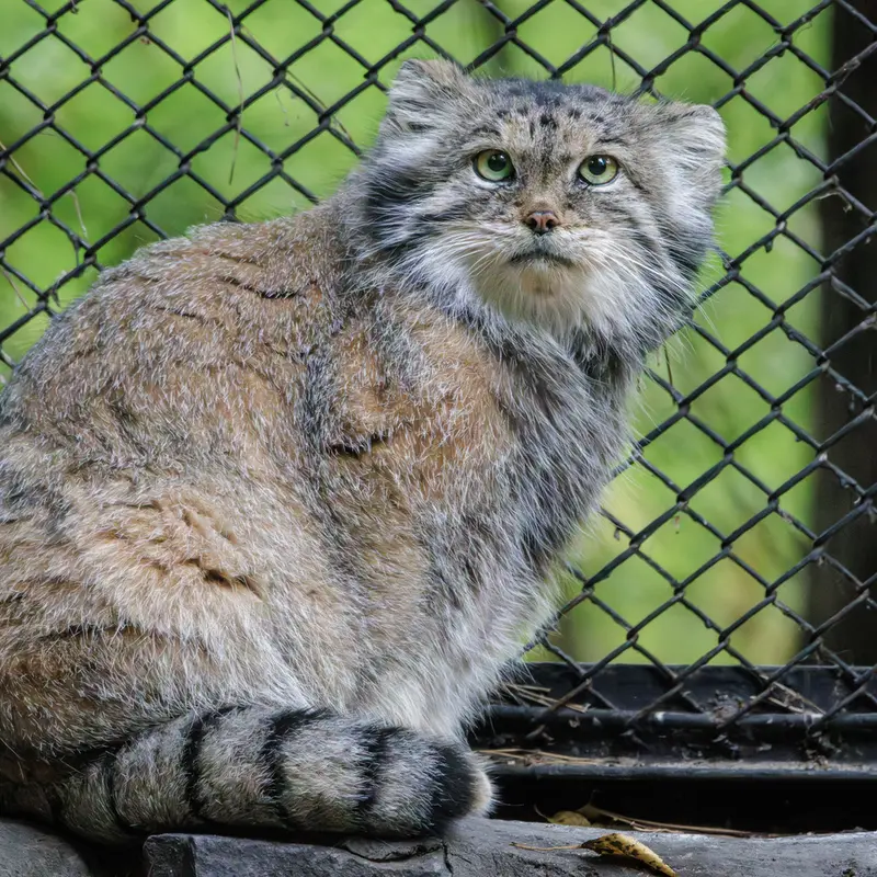 ノヴォシビルスク動物園のラストチカの写真