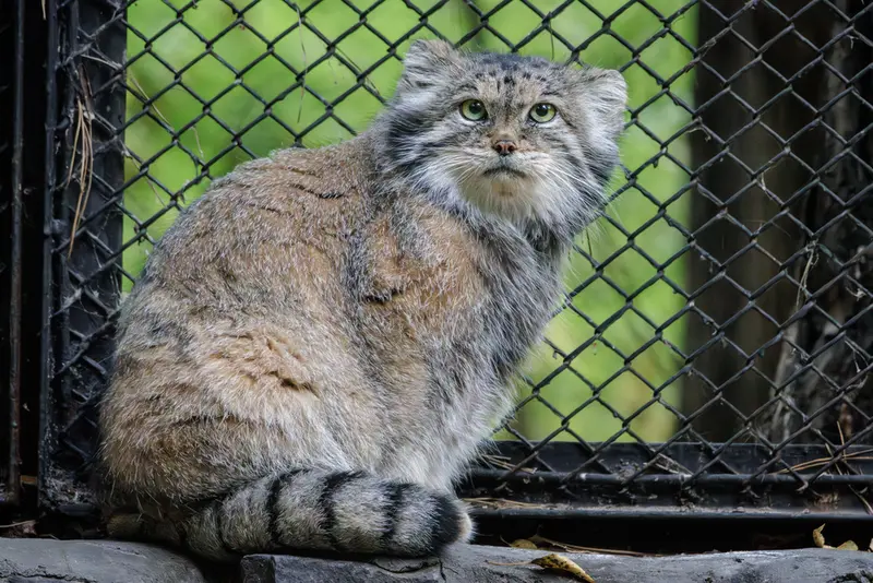 ノヴォシビルスク動物園のラストチカの写真