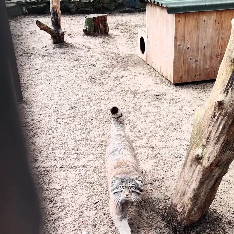 ノヴォシビルスク動物園のマヌルネコの写真