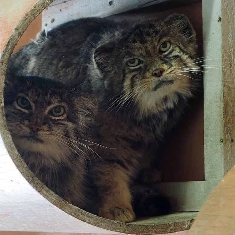 埼玉県こども動物自然公園のセバスチャンとマリィの写真