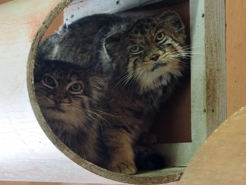 埼玉県こども動物自然公園のセバスチャンとマリィの写真