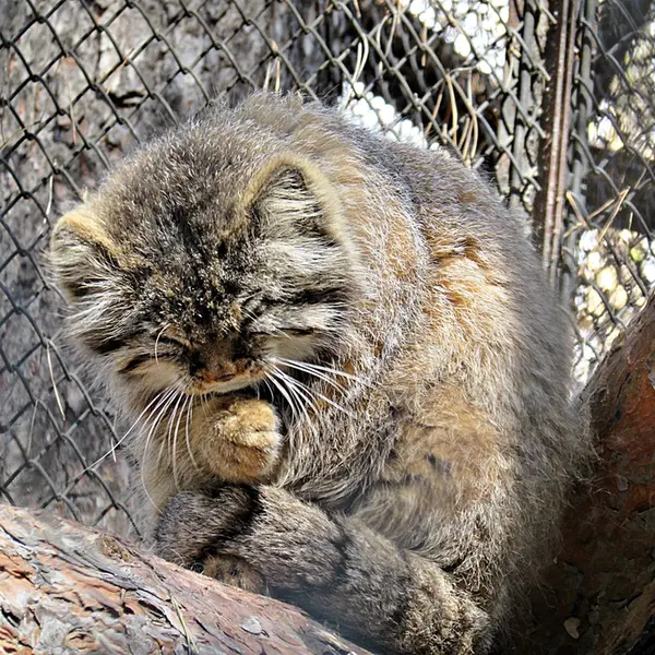 ノヴォシビルスク動物園のゼレノゴルスクの写真