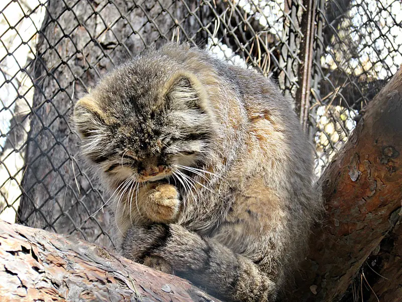 ノヴォシビルスク動物園のゼレノゴルスクの写真