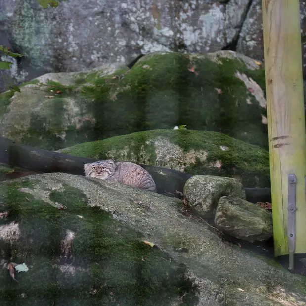 ノルデンス・アークのトゥールーズの写真