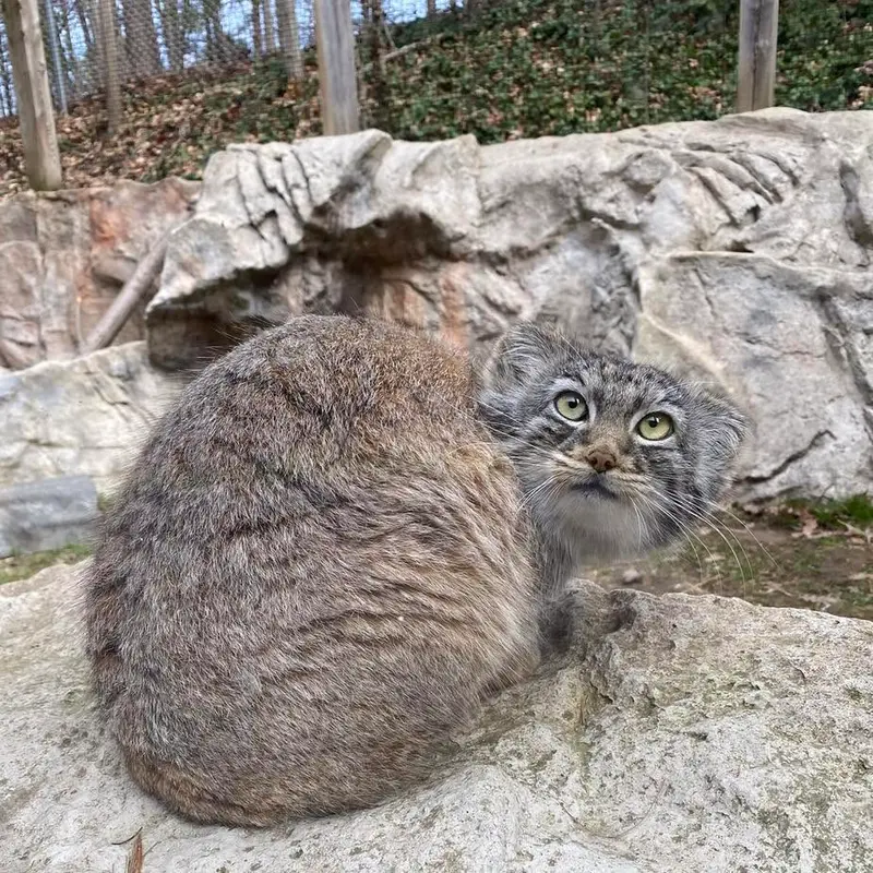 ビンガムトン動物園（ロス・パーク）のルカの写真