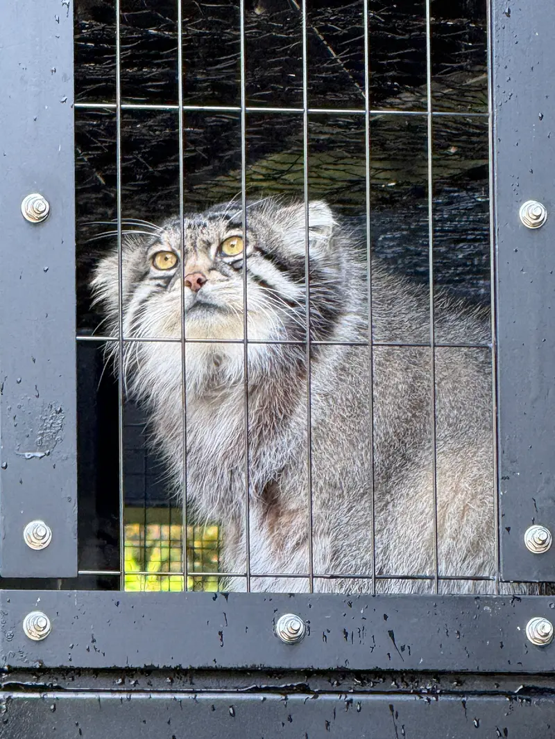 旭山動物園のグルーシャの写真