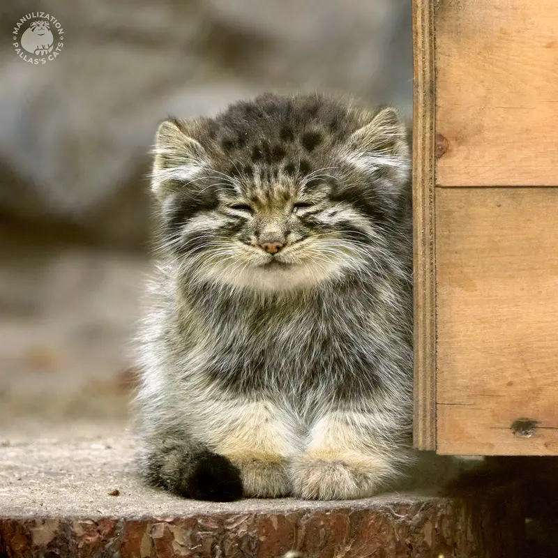 ノヴォシビルスク動物園のカトゥンの写真