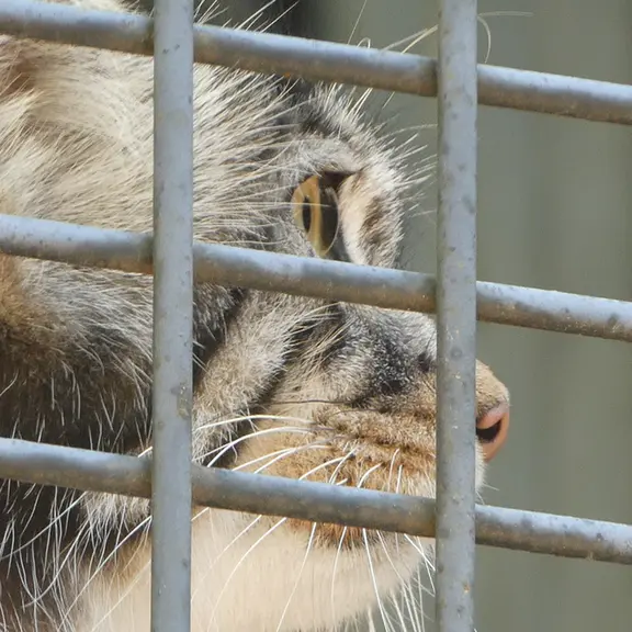旭山動物園のヒデの写真