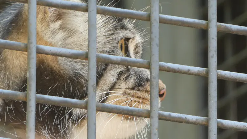 旭山動物園のヒデの写真