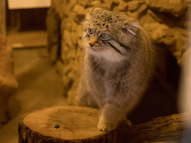 埼玉県こども動物自然公園のロータスの写真