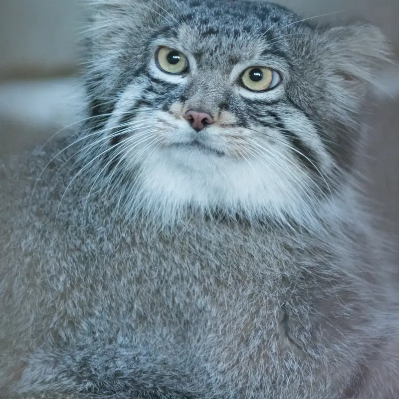 野毛山動物園のフィーガの写真