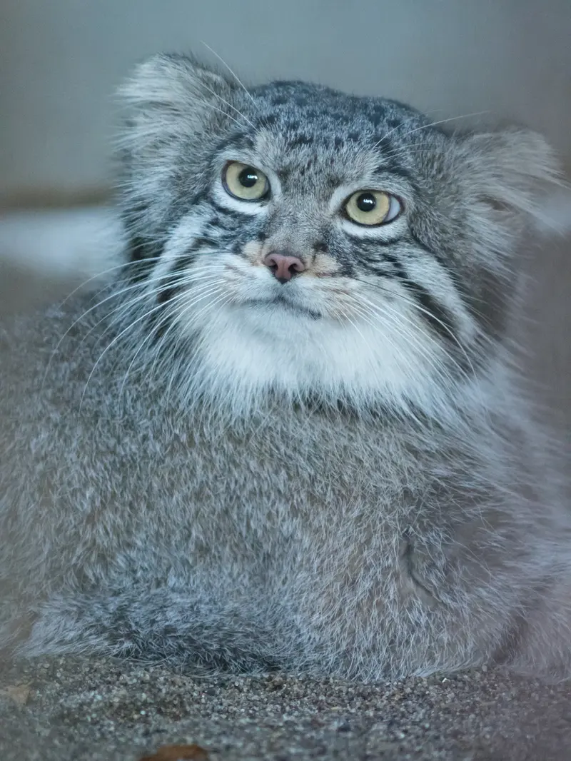 野毛山動物園のフィーガの写真