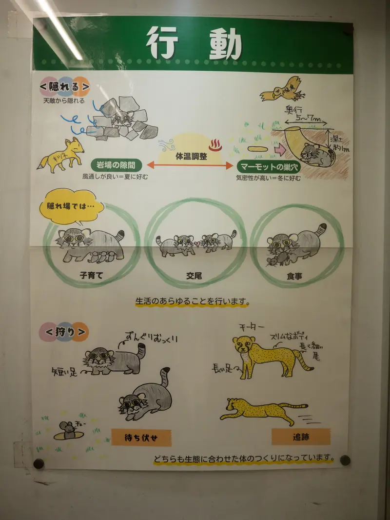 野毛山動物園のマヌルネコの写真