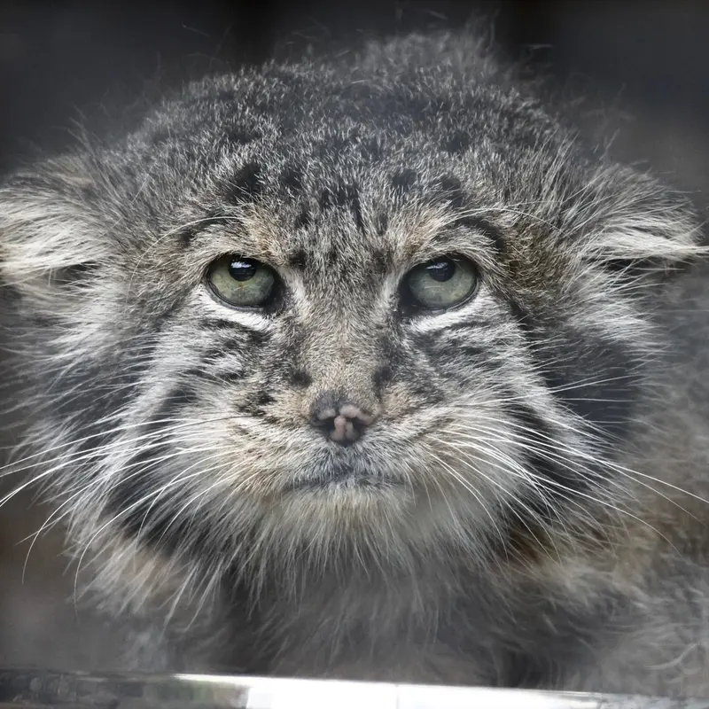 レニングラード動物園のスヴェンの写真