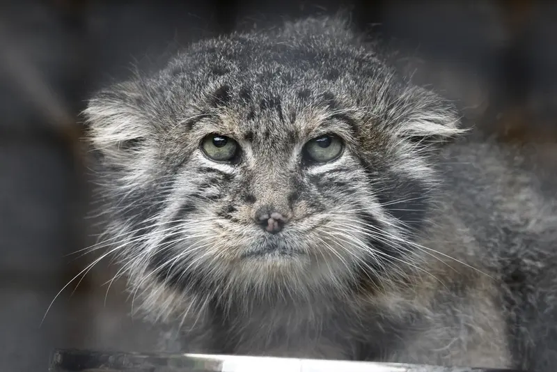 レニングラード動物園のスヴェンの写真