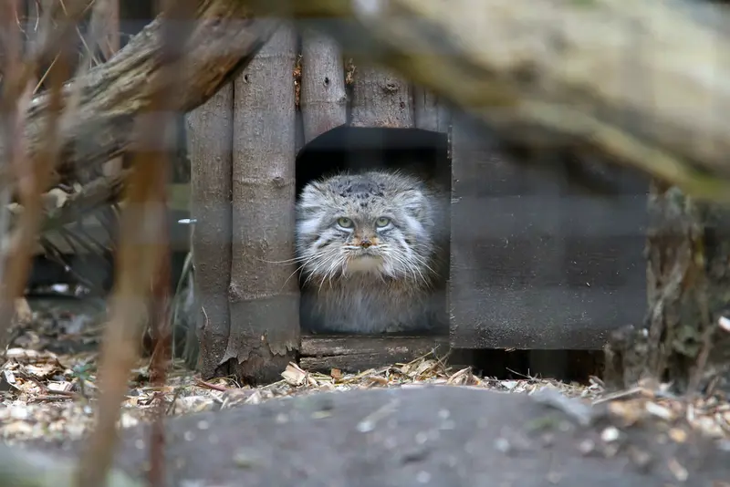 ワルシャワ動物園のジェシーの写真