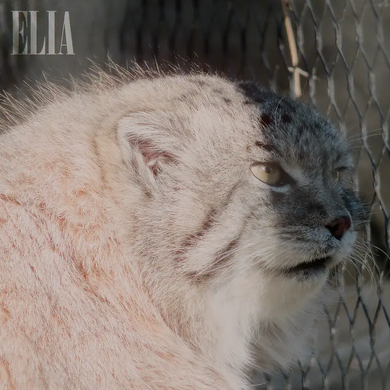 カルガリー動物園 / ワイルダー研究所のオラフの写真