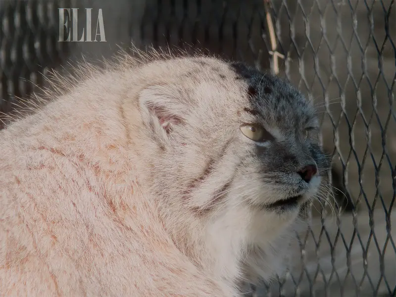 カルガリー動物園 / ワイルダー研究所のオラフの写真