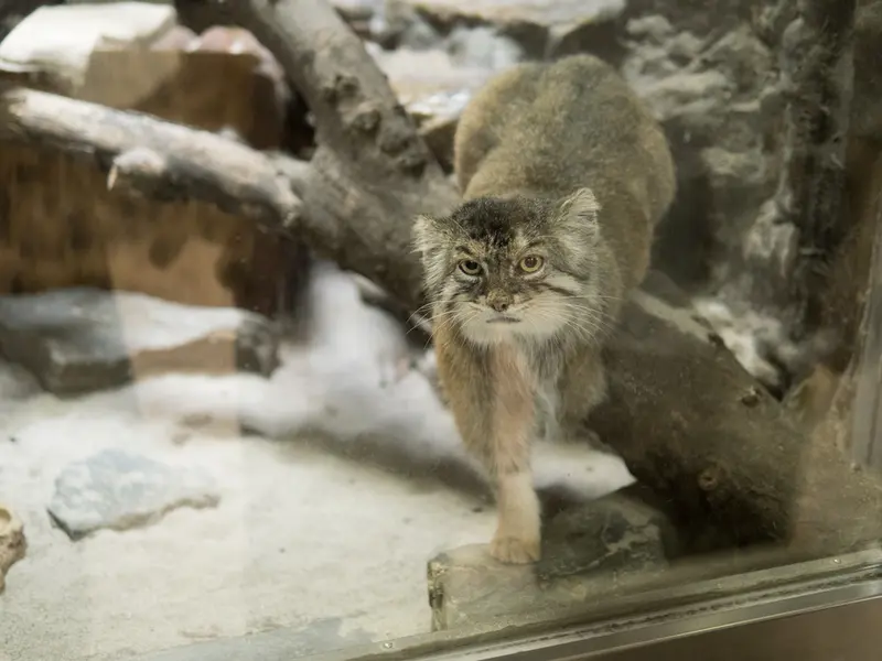 恩賜上野動物園のプリームラの写真