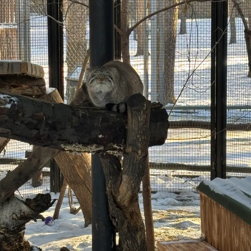 ノヴォシビルスク動物園のアーニャの写真