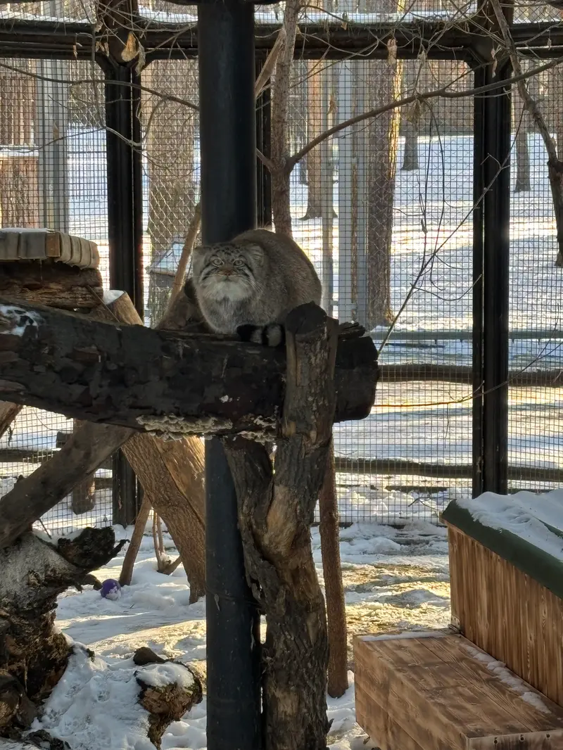 ノヴォシビルスク動物園のアーニャの写真