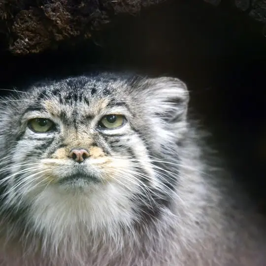 シャイアン・マウンテン動物園のナディアの写真