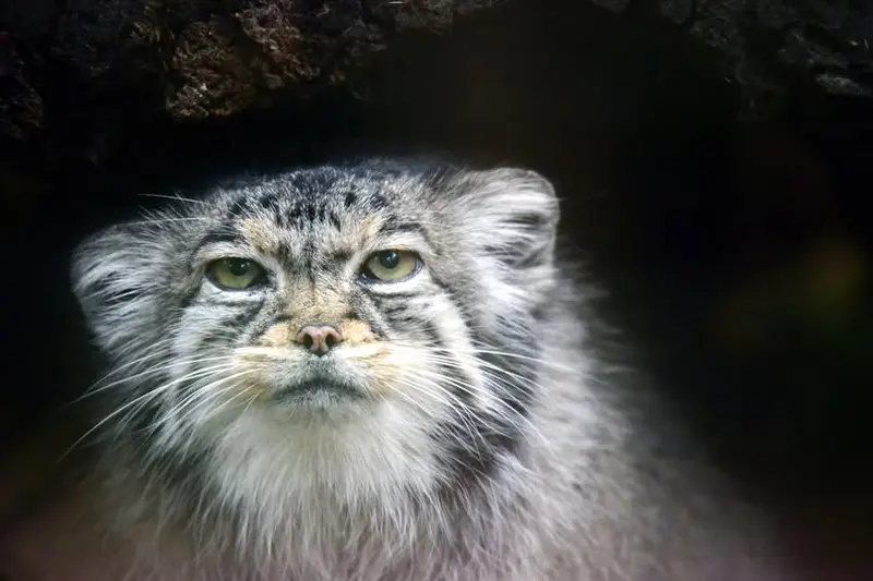 シャイアン・マウンテン動物園のナディアの写真