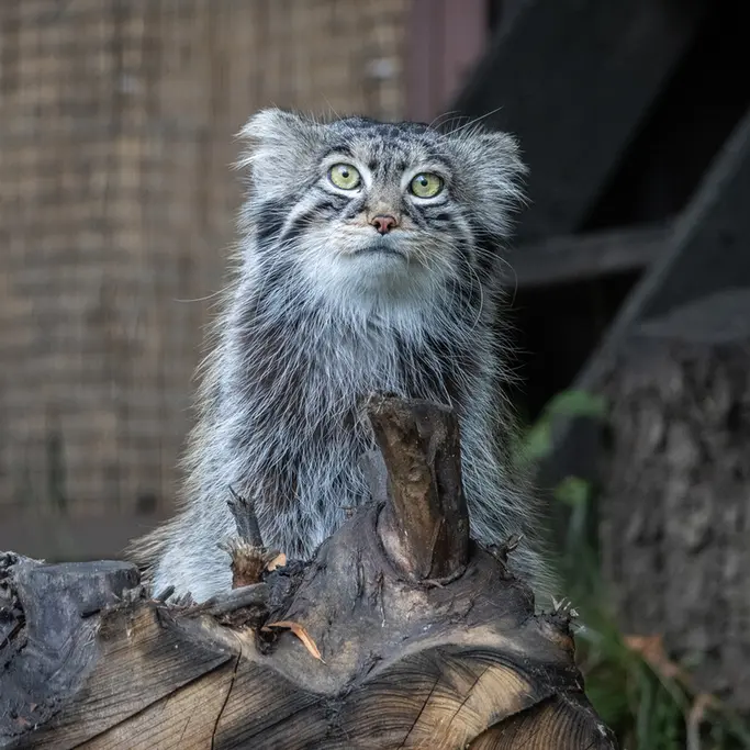 モスクワ動物園のティモフェイの写真